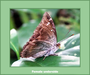 Euthalia ipona - Female