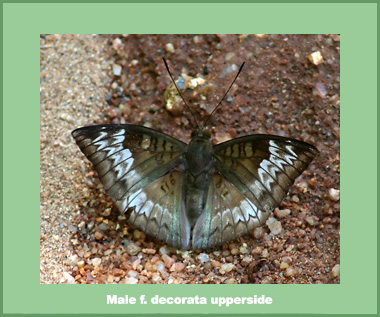 Euthalia monina monina - Male