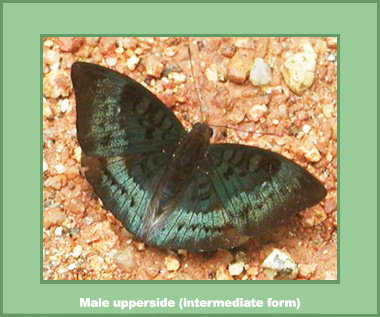 Euthalia monina monina - Male