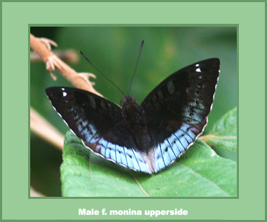 Euthalia monina monina - Male