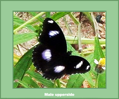 Hypolimnus bolina jacintha - Male