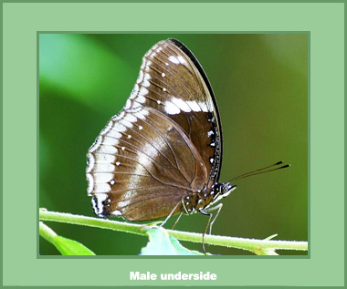 Hypolimnus bolina jacintha - Male