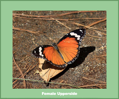 Hypolimnas misippus misippus - Female