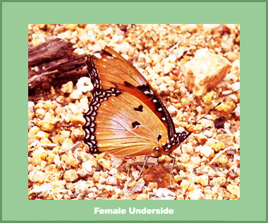 Hypolimnas misippus misippus - Female