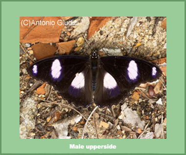 Hypolimnas misippus misippus - Male