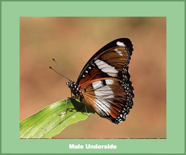 Hypolimnas misippus misippus - Male