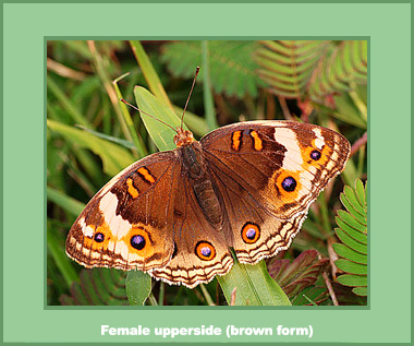 Junonia orithya wallacei - Male