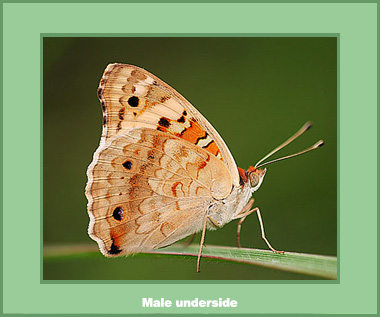 Junonia orithya wallacei - Male