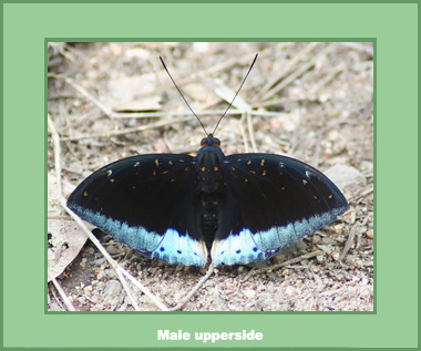 Lexias dirtea merguia - Male