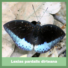 Lexias pardalis dirteana