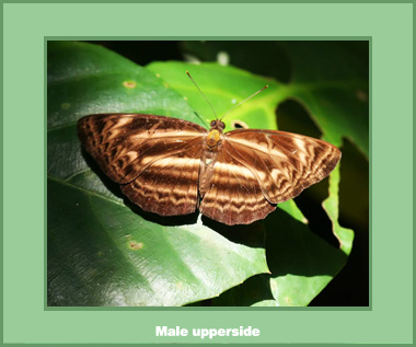 Neptis harita harita - Male