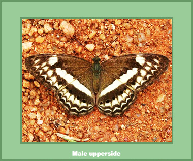 Paduca fasciata fasciata - Male