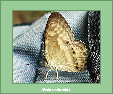 Paduca fasciata fasciata - Male