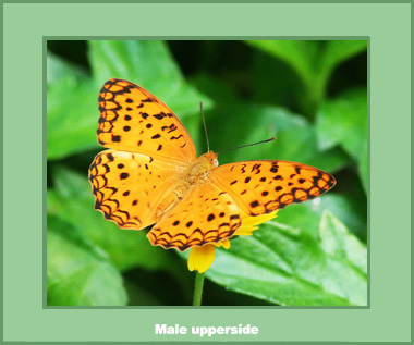 Phalanta phalantha phalantha - Male