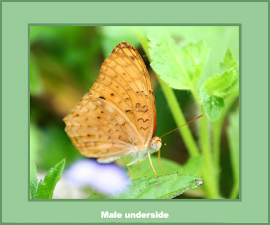 Phalanta phalantha phalantha - Male