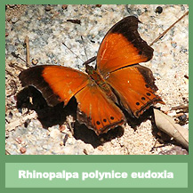 Rhinopalpa polynice polynice