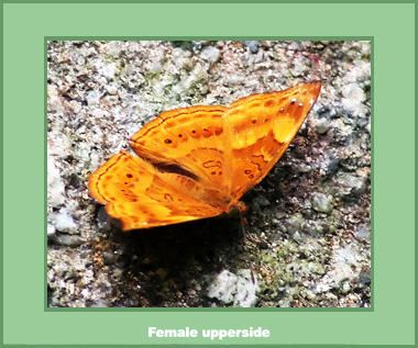 Rohana parisatis pseudosiamensis - Male