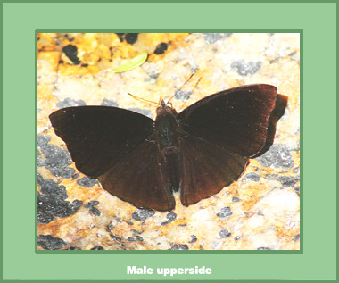 Rohana parisatis pseudosiamensis - Male