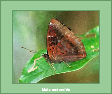 Rohana parisatis pseudosiamensis - Male