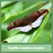 Tanaecia cocytus cocytus
