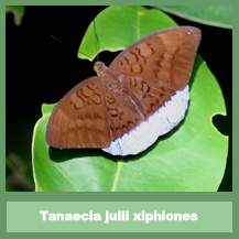 Tanaecia julii bougainvillei
