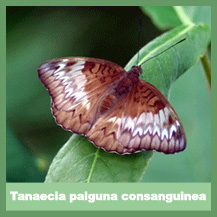 Tanaecia palguna consanguinea