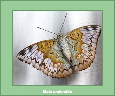 Taenacia pelea pelea - Male