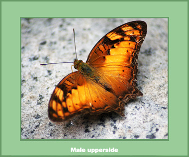 Vagrans sinha sinha - Male