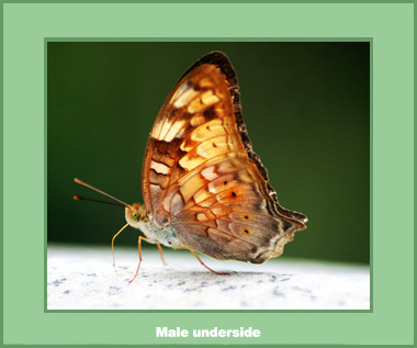 Vagrans sinha sinha - Male