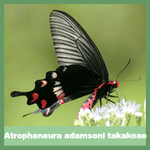 Atrophaneura adamsoni takakoae