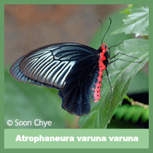 Atrophaneura varuna varuna