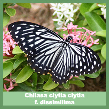 Chilasa clytia clytia f. dissimilima