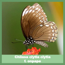Chilasa clytia clytia f. onpape