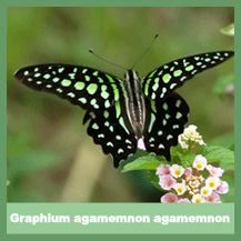 Graphium agamemnon agamemnon