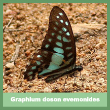 Graphium doson evemonides