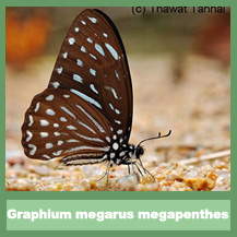 Graphium megarus megapenthes