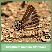 Graphium nomius
