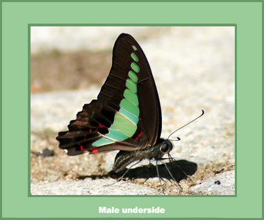 Graphium sarpedon sarpedon - Male