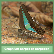 Graphium sarpedon sarpedon