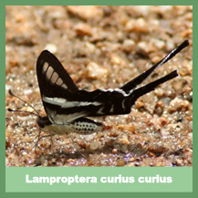 Lamproptera curius curius
