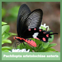 Pachliopta aristolochiae asteris