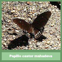 Papilio castor mahadeva