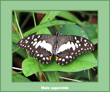 Papilio demoleus demoleus - Male