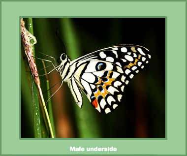 Papilio demoleus demoleus - Male