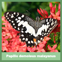 Papilio demoleus malayanus