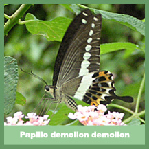 Papilio demolion demolion