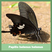 Papilio helenus helenus