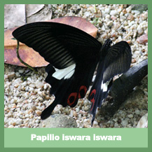 Papilio iswara iswara