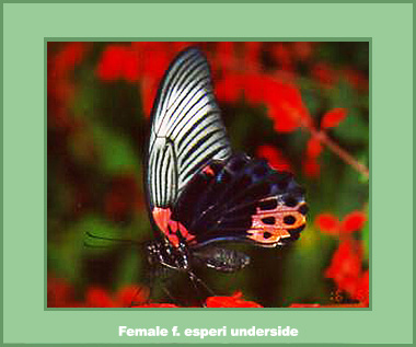 Papilio memnon agenor - Male