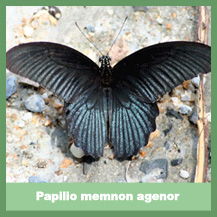 Papilio memnon agenor